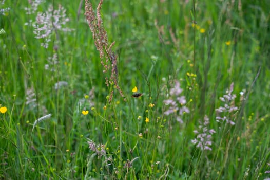 A butterfly sits on a plant in a green meadow