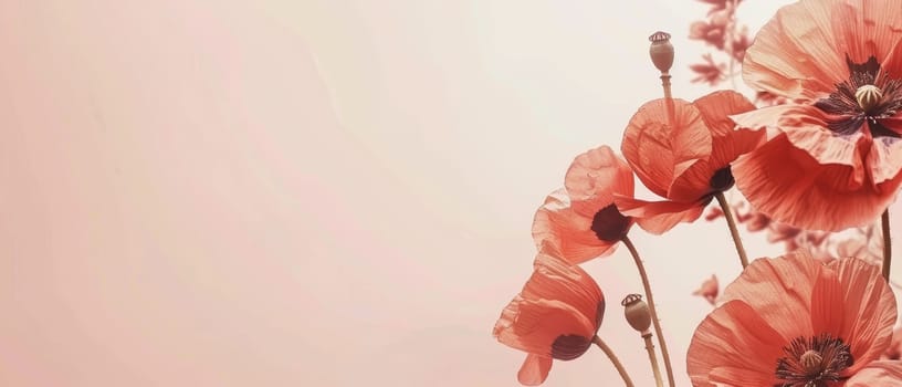 Soft pastel poppies bloom gently against a warm peach background, embodying subtle elegance and a serene aesthetic