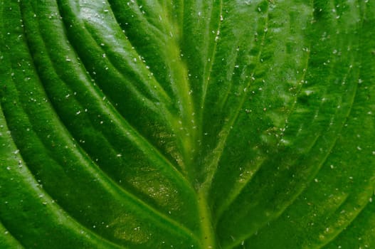 A green open tropical leaf with veins and particles in close-up.Texture or background