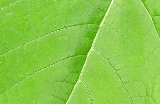 Macro texture of a green tree leaf close-up. Texture or background