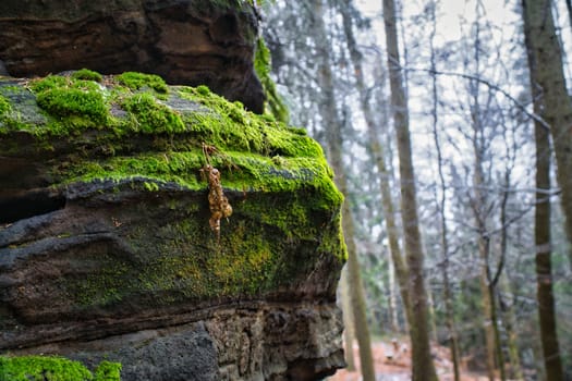 View over sandstone overgrown with moss to snow-covered and frost-covered trees on the Zschirnstein. Nature park in Saxon Switzerland in Germany