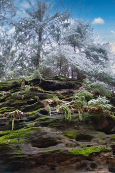 View over sandstone overgrown with moss to snow-covered and frost-covered trees on the Zschirnstein. Nature park in Saxon Switzerland in Germany