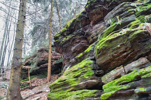 View over sandstone overgrown with moss to snow-covered and frost-covered trees on the Zschirnstein. Nature park in Saxon Switzerland in Germany