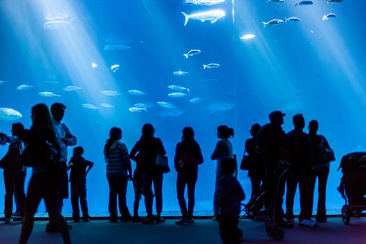 Monterey, USA - June 22, 2012: people enjoy taking photos of the big fishes in the Monterey aquarium.