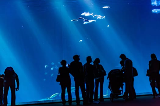 Monterey, USA - June 22, 2012: people enjoy taking photos of the big fishes in the Monterey aquarium.
