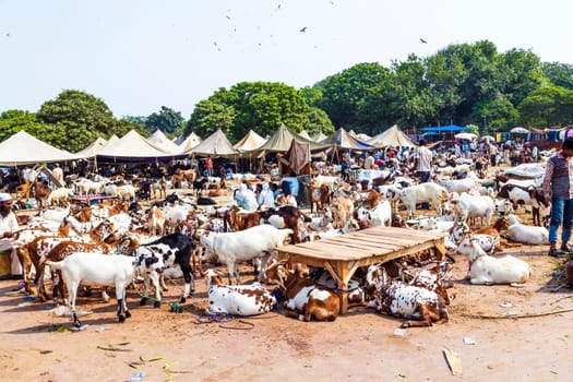Delhi, India - October 15, 2012: goats for selling at the bazaar