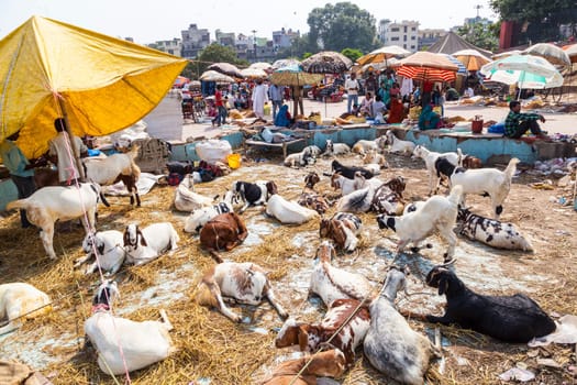 Delhi, India - October 15, 2012: goats for selling at the bazaar
