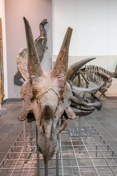 Frankfurt, Germany - February 27, 2018:  dinosaur skeletons in Frankfurt's Senckenberg Museum