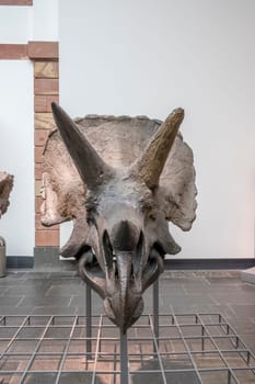 Frankfurt, Germany - February 27, 2018:  dinosaur skeletons in Frankfurt's Senckenberg Museum