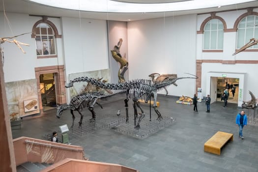 Frankfurt, Germany - February 27, 2018:  dinosaur skeletons in Frankfurt's Senckenberg Museum