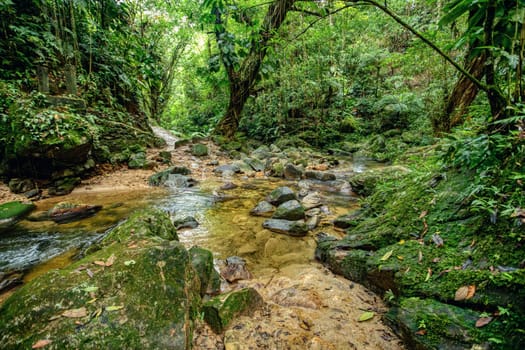 Small river in jungle. Hard trek to hidden ancient ruins of Tayrona civilization Ciudad Perdida in Colombian jungle. Santa Marta, Sierra Nevada mountains, Colombia wilderness landscape.