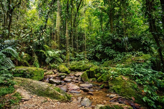 Small river in jungle. Hard trek to hidden ancient ruins of Tayrona civilization Ciudad Perdida in Colombian jungle. Santa Marta, Sierra Nevada mountains, Colombia wilderness landscape.