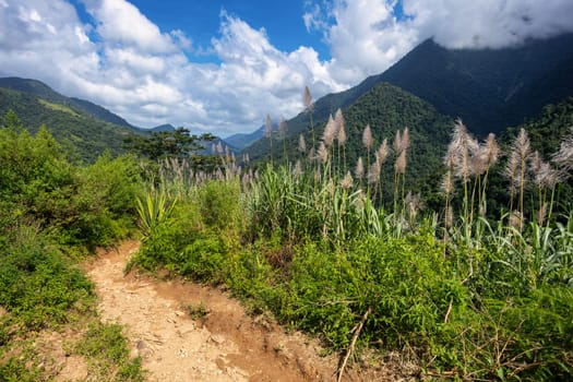 Sunny jungle landscape with sugarcane in the foreground. Challenging trek to hidden ancient ruins of Ciudad Perdida civilization. Santa Marta, Sierra Nevada Mountains, Wilderness of Colombia.