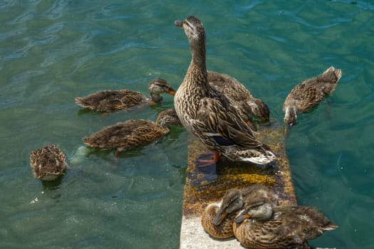 Duck image. Shooting Location: Musashino-shi, Tokyo