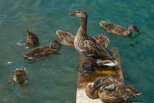Duck image. Shooting Location: Musashino-shi, Tokyo