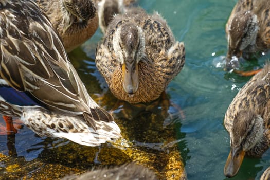 Duck image. Shooting Location: Musashino-shi, Tokyo