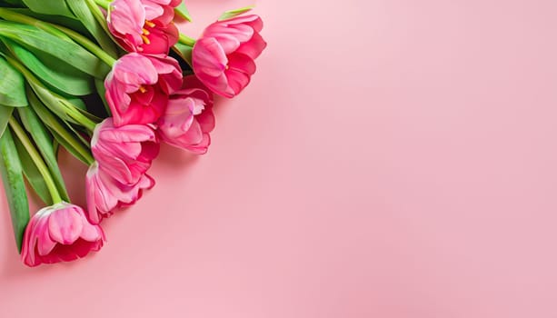 tulips bouquet on pink background with copyspace