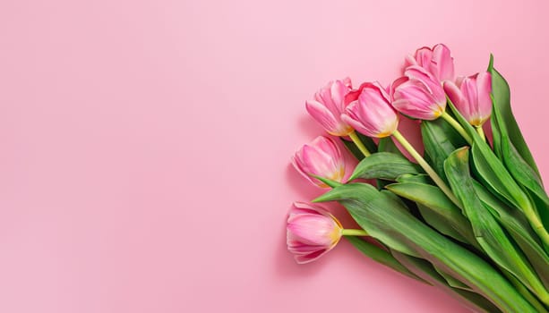 tulips bouquet on pink background with copyspace
