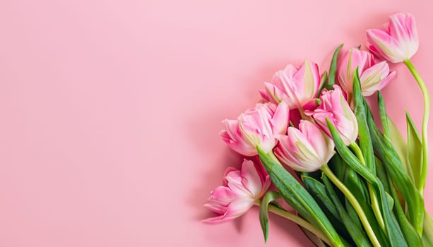 tulips bouquet on pink background with copyspace