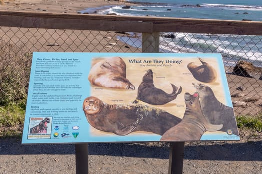 San Simeon, USA - March 15, 2019: explanation of behavior of seals at the beach in San Simeon.