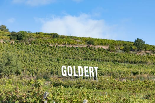 Gueberschwihr, France - October 6, 2021: vineyard of winery Goldert at  Gueberschwihr, Alsace, France.