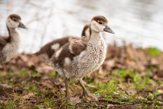 Egyptian goose chick, alopochen aegyptiaca in the spring, animal and water bird