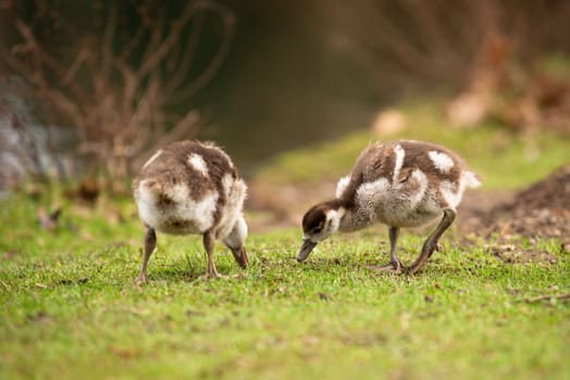 Egyptian goose chick, alopochen aegyptiaca in the spring, animal and water bird