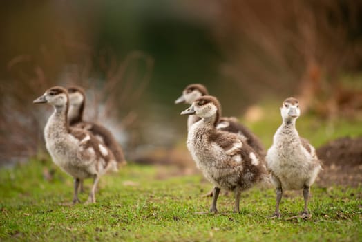 Egyptian goose chick, alopochen aegyptiaca in the spring, animal and water bird
