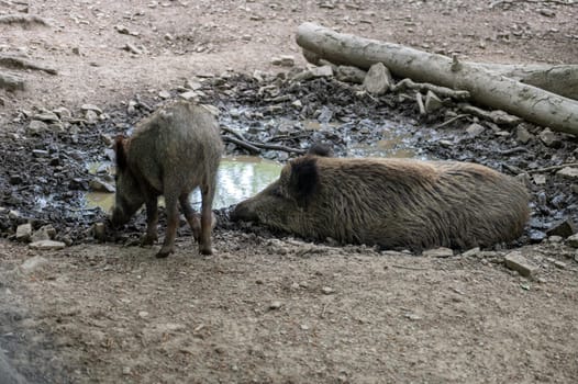 Young wild boars ( Sus scrofa ) drinking water from a large puddle