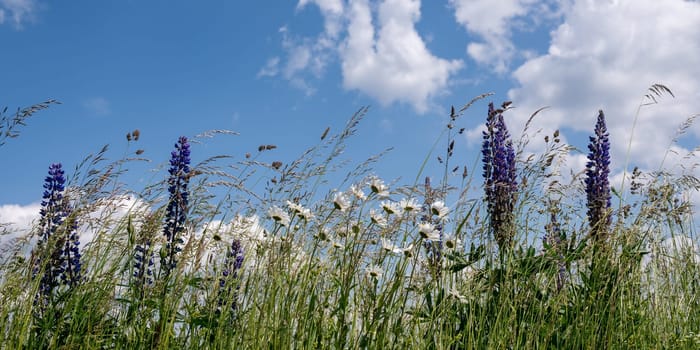 Green meadows with purple lupins and daisy in the high Rhoen, Bavaria, Germany