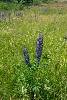 Green meadows with purple lupins in the high Rhoen, Bavaria, Germany