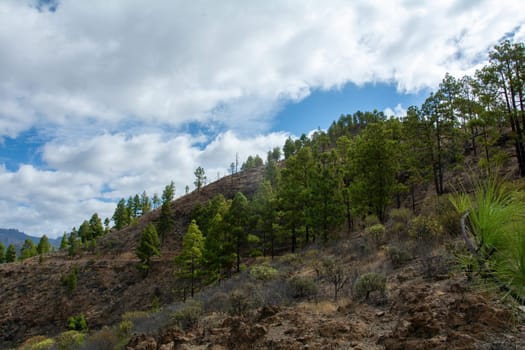 Canarian pine ( Pinus canariensis ) on a mountain on the island of Gran Canaria in Spain