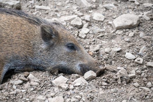 A sleeping wild boar ( Sus scrofa )
