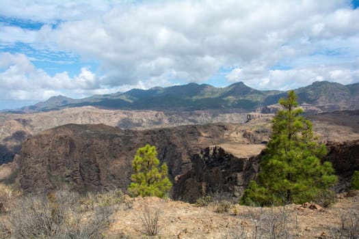 Canarian pine ( Pinus canariensis ) on a mountain on the island of Gran Canaria in Spain