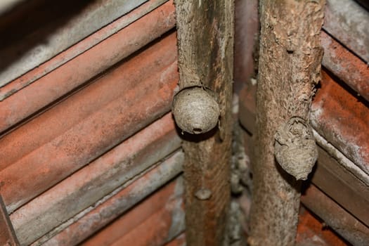 Empty Wasp nest under an old house roof by the roof tiles