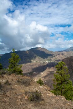 Canarian pine ( Pinus canariensis ) on a mountain on the island of Gran Canaria in Spain