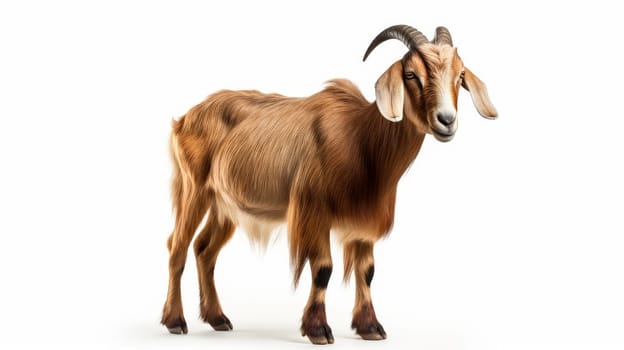 Curious goat isolated on white background. generative ai
