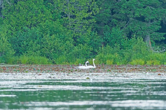 Swam Family in a Forested Lake on Crooked Lake in the Sylvania Wilderness in Michigan.