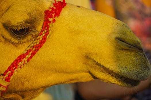 Arabian Desert Camel (United Arab Emirates). Shooting Location: Dubai