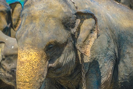 Of elephant which is connected to the chain image (Sri Lanka Pinnawara). Shooting Location: Sri Lanka