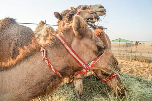 Of the Arabian desert camel (United Arab Emirates). Shooting Location: Dubai