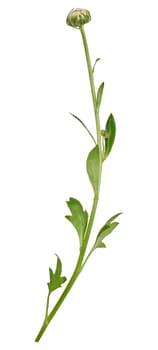 Green stem of chrysanthemum with white unblown bud on isolated background
