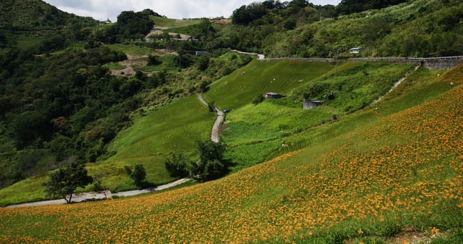 Flower field of beautiful orange daylily in Taimali Kinchen Mountain in Taitung of Taiwan