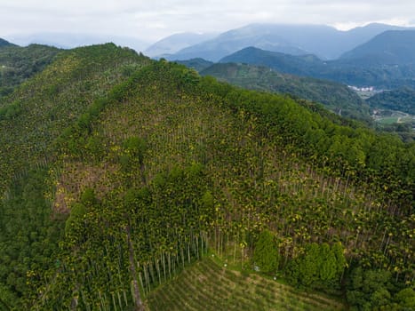 Top view of the forest on the mountain