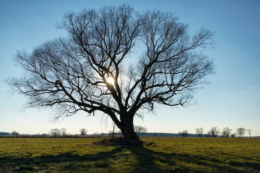 lonely tree on field in winter