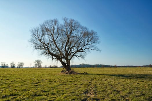 lonely tree on field in winter
