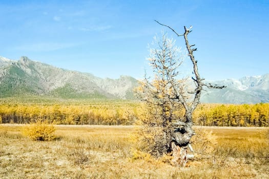Autumnal nature on Lake Baikal. Landscape and flora of Baikal
