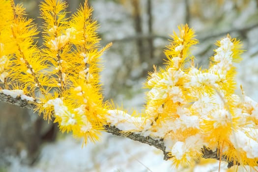 Yellow needles on the branches of larch. Autumnal nature on Lake Baikal. Landscape and flora of Baikal