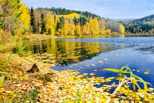 Autumnal nature on Lake Baikal. Landscape and flora of Baikal