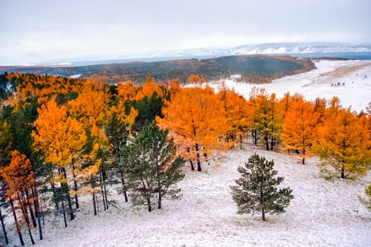 Autumnal nature on Lake Baikal. Landscape and flora of Baikal